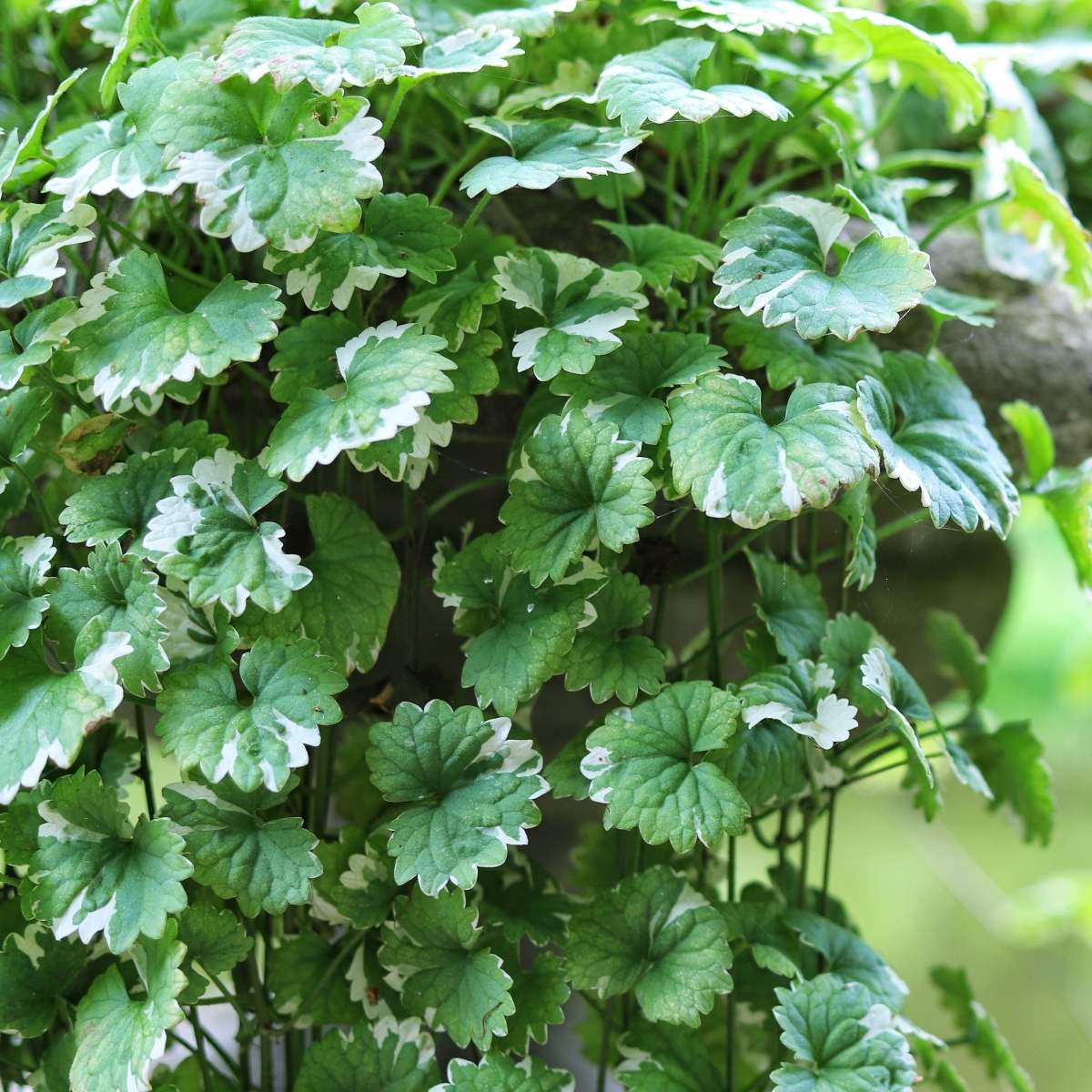 Výplňová zeleň - Popenec břečťanolistý 4ks 11cm