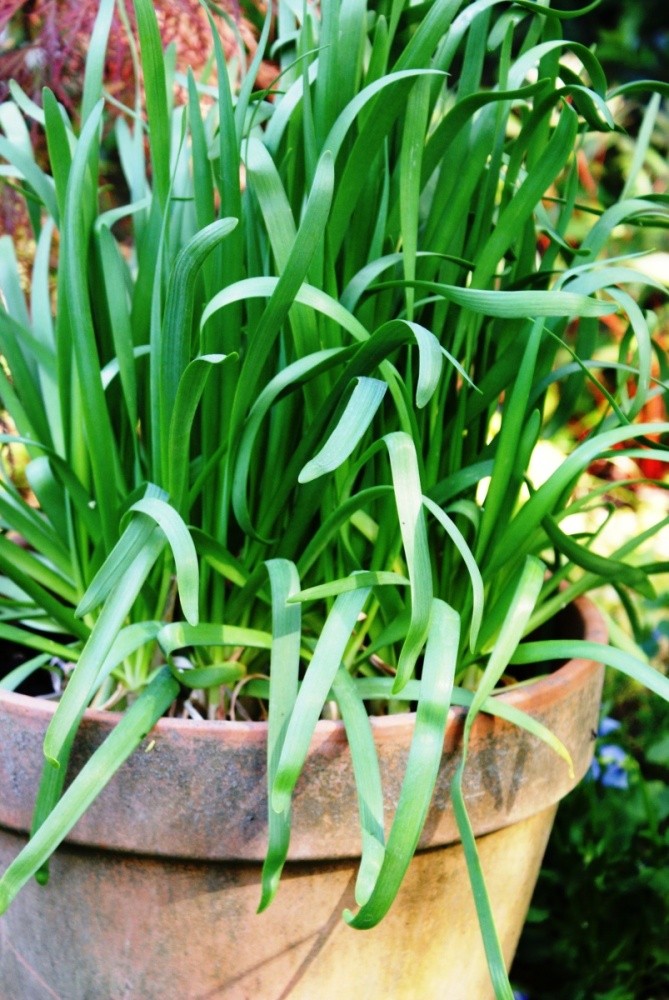 Pór BIO květináč 12cm-0