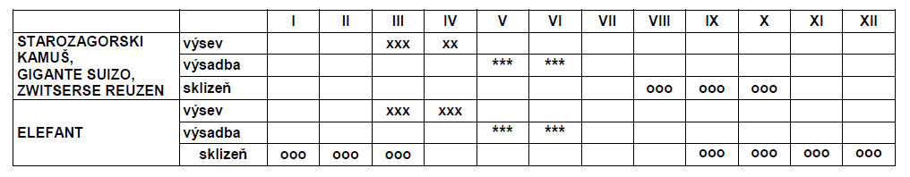 Pór letní GOLEM MAXI/Zwitserse-0