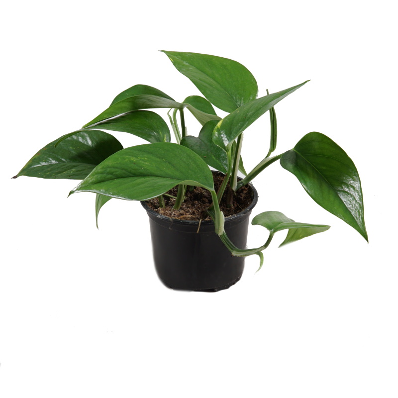 Okrasné pokojové rostliny - Potos mix květináč 12cm