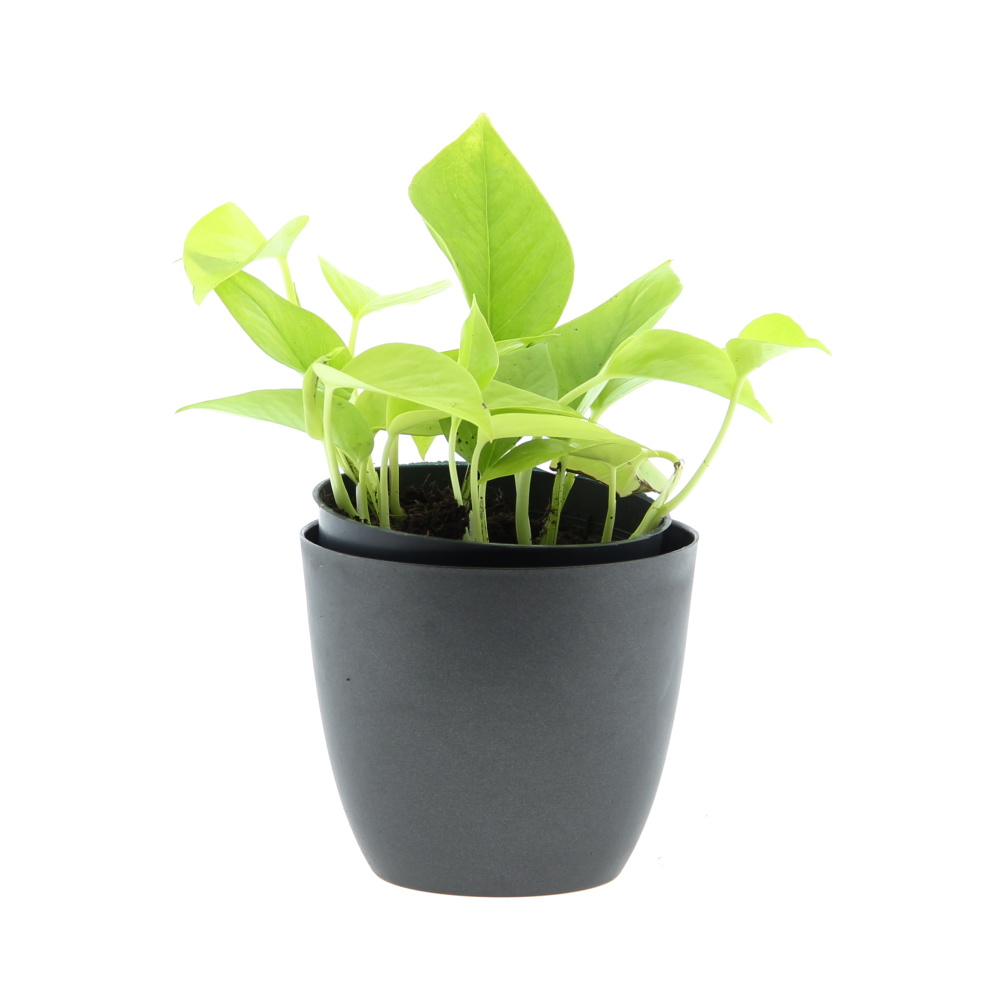 Okrasné pokojové rostliny - Potos, šplhavník Golden Pothos květináč 12cm