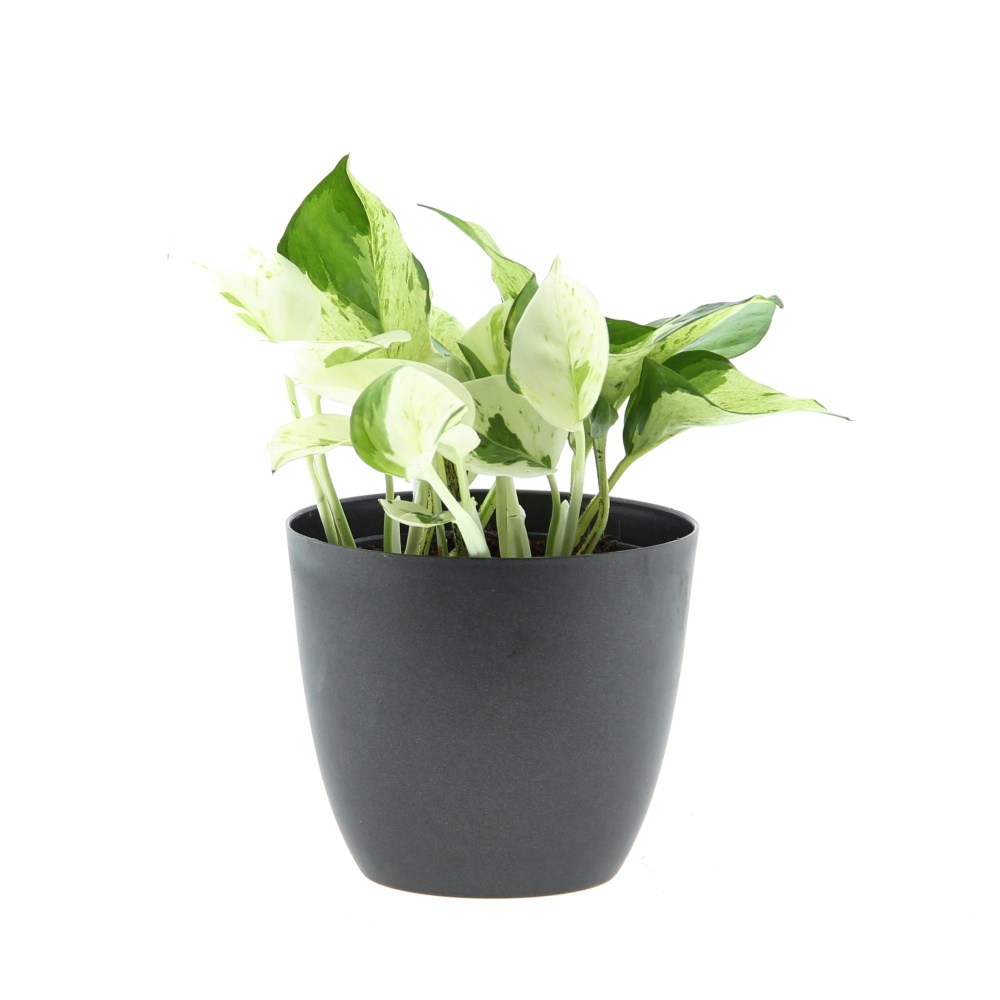 Okrasné pokojové rostliny - Potos, šplhavník Happy Leaf květináč 12cm