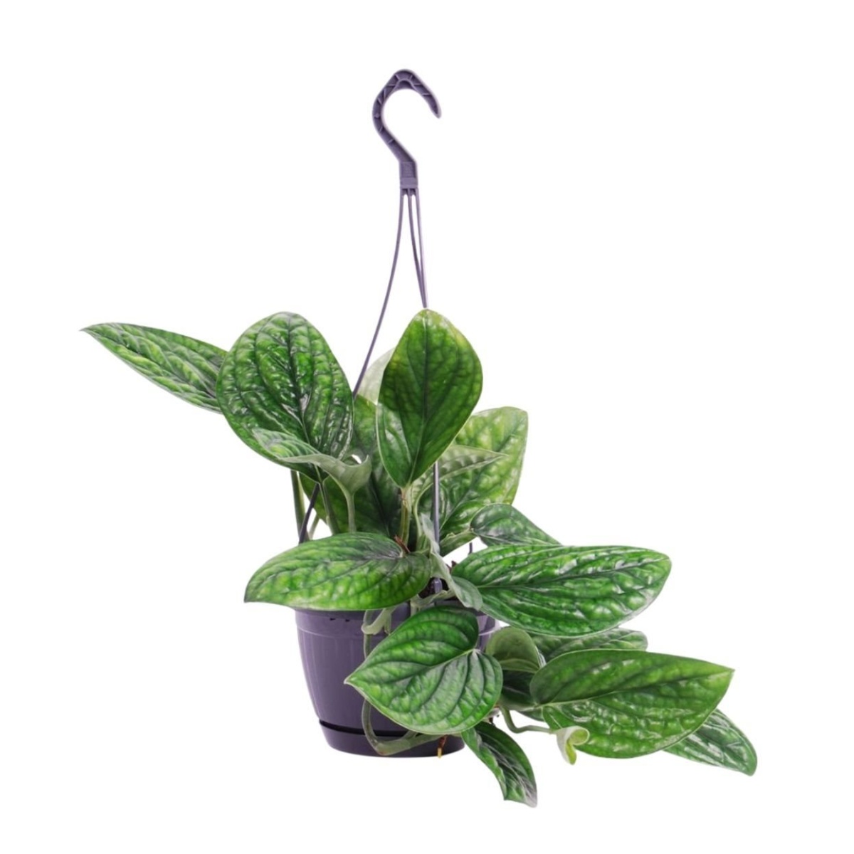 Okrasné pokojové rostliny - Potos, šplhavník Marble Planet závěsný květináč 15cm