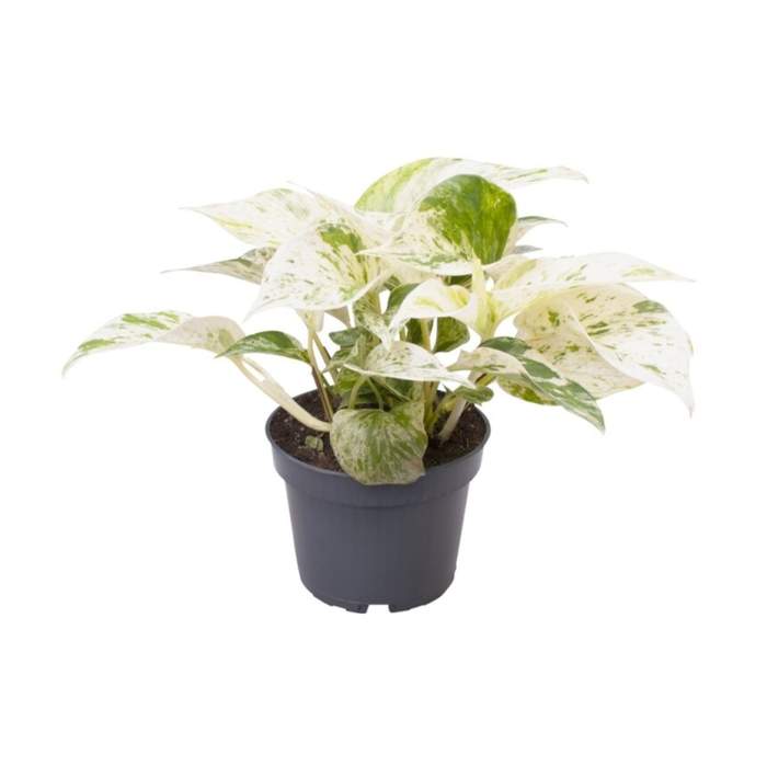 Okrasné pokojové rostliny - Potos, šplhavník Marble Queen květináč 12cm