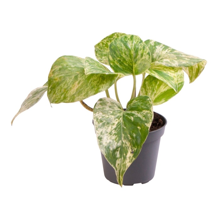 Okrasné pokojové rostliny - Potos, šplhavník Marble Queen květináč 6cm