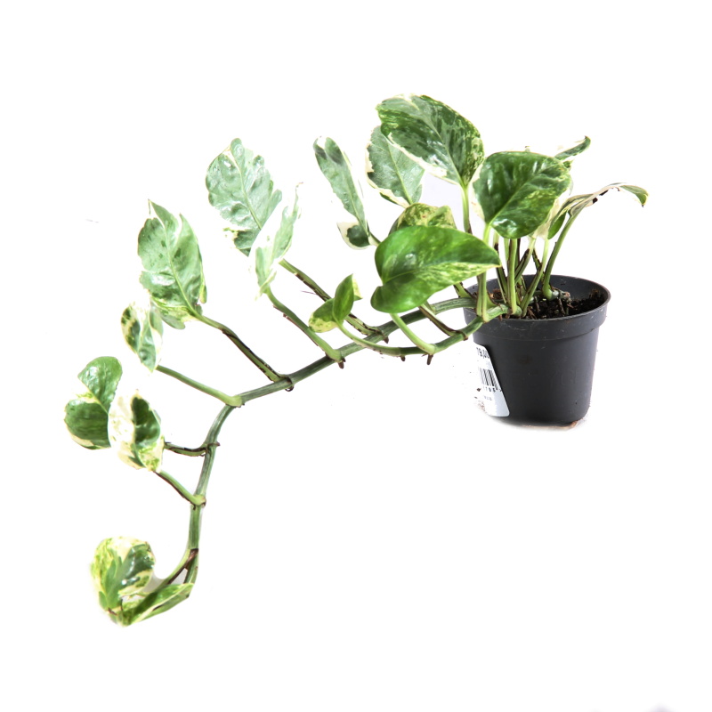 Okrasné pokojové rostliny - Potos, šplhavník mix květináč 6cm