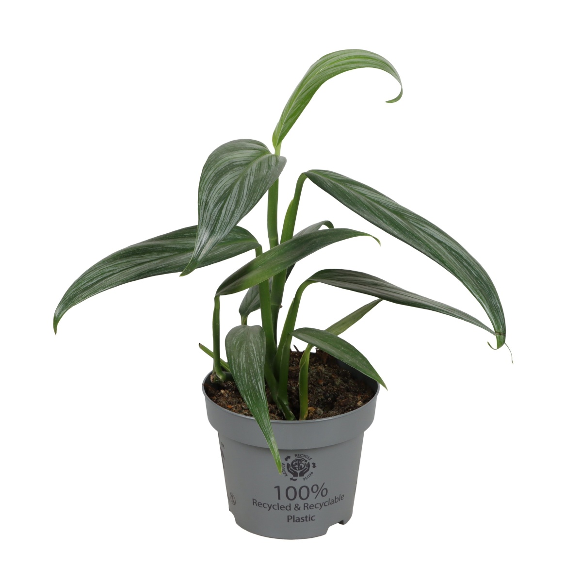 Okrasné pokojové rostliny - Potos, šplhavník Silver Stripe květináč 12cm