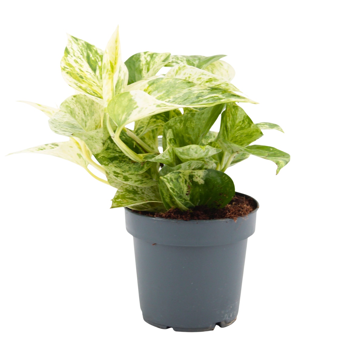 Okrasné pokojové rostliny - Potos, šplhavník Snow Leopard květináč 12cm