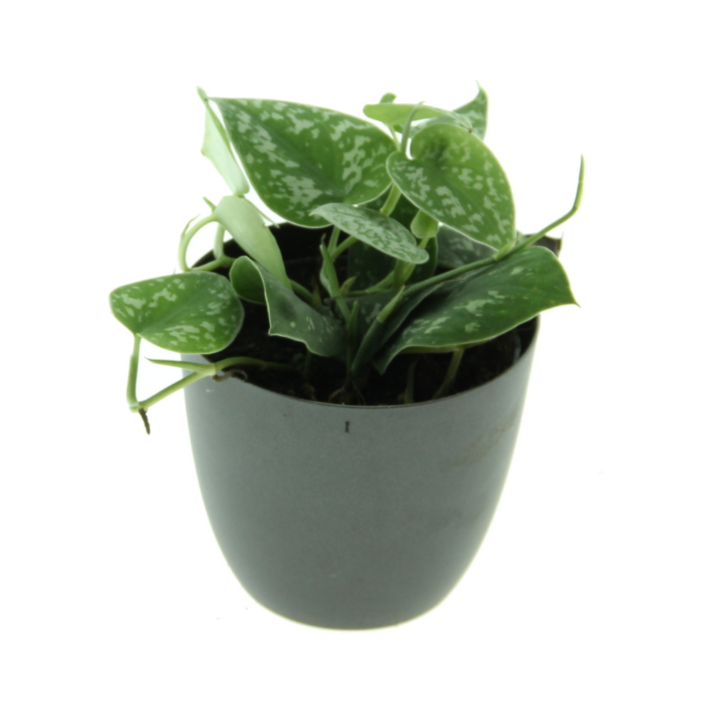 Okrasné pokojové rostliny - Potos, šplhavník Trebie květináč 12cm