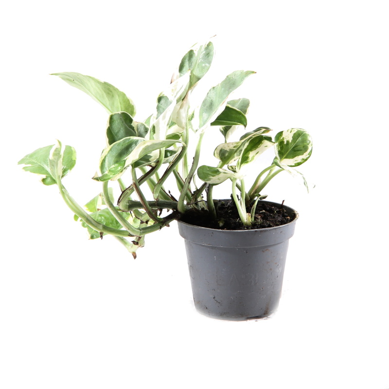 Okrasné pokojové rostliny - Potos, šplhavník 'White Panther' květináč 6cm