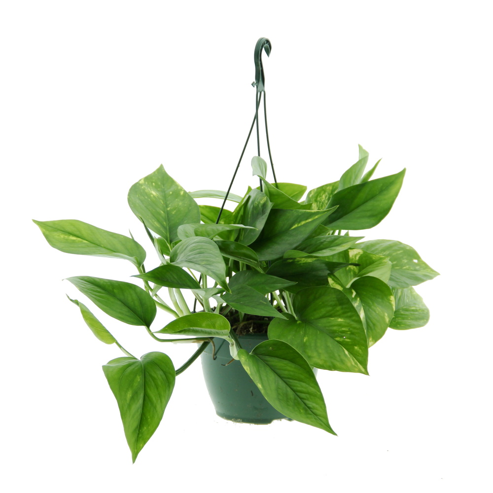 Okrasné pokojové rostliny - Potos, šplhavník závěsný květináč 15cm