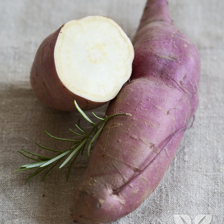 Neroubovaná sadba - Povijnice batátová Erato 12cm