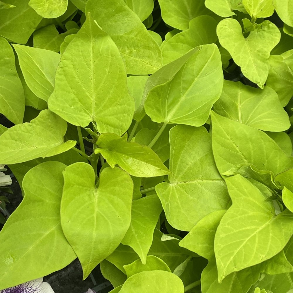 Výplňová zeleň - Povijnice batátová květináč 11cm