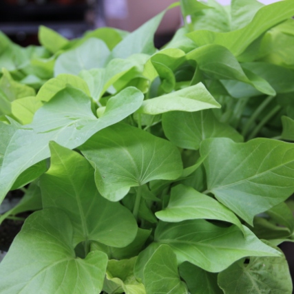 Výplňová zeleň - Povijnice limetková mix 4ks 12cm