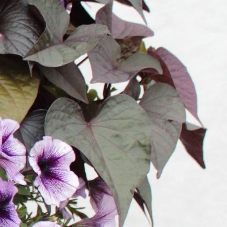 Výplňová zeleň - Povijnice vínová mix 4ks 12cm