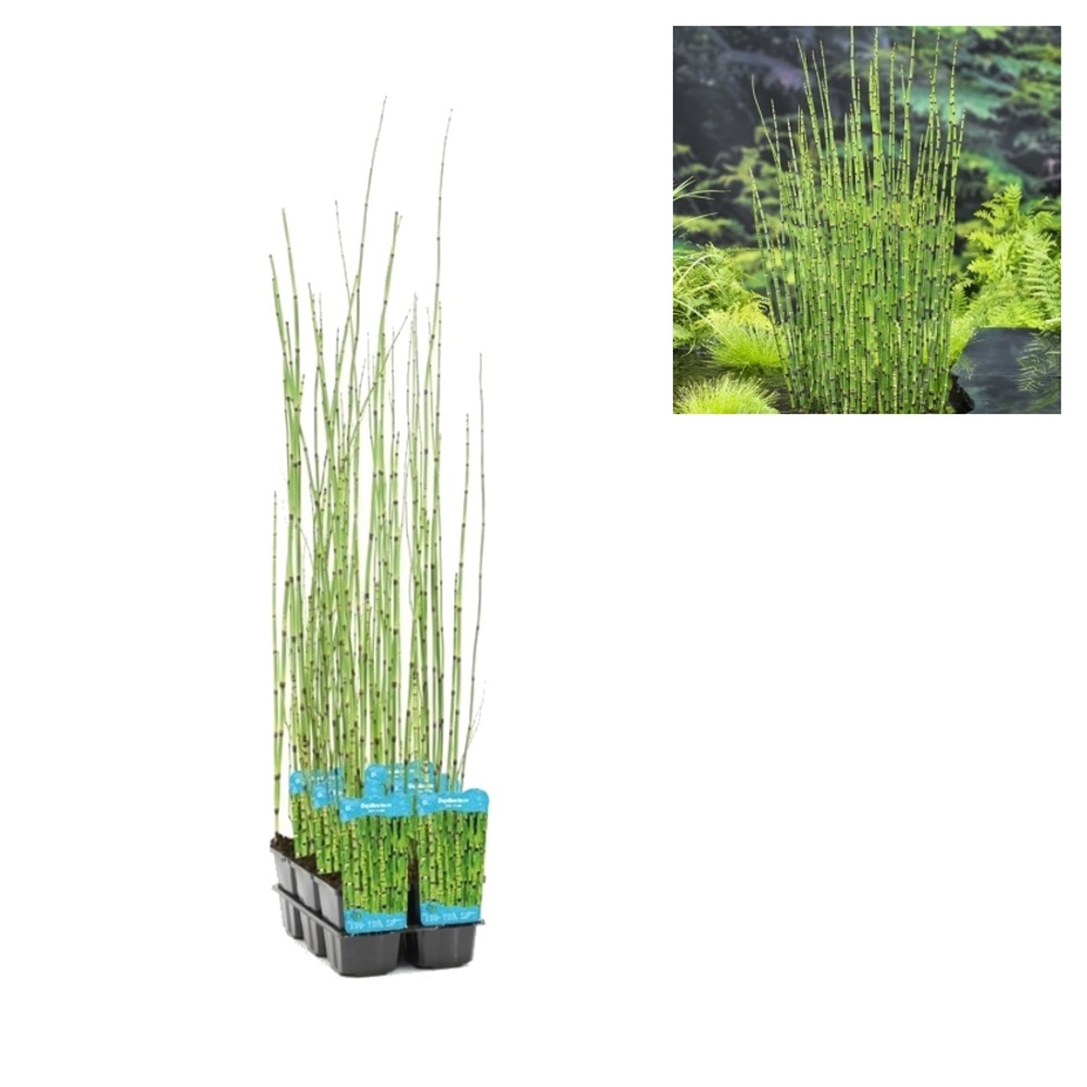 Vodní rostliny a lekníny - Přeslička japonská květináč 9cm