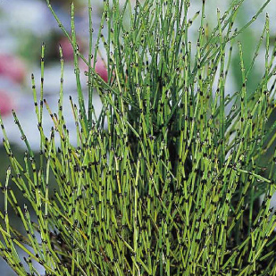 Vodní rostliny a lekníny - Přeslička skřípinovitá 9cm