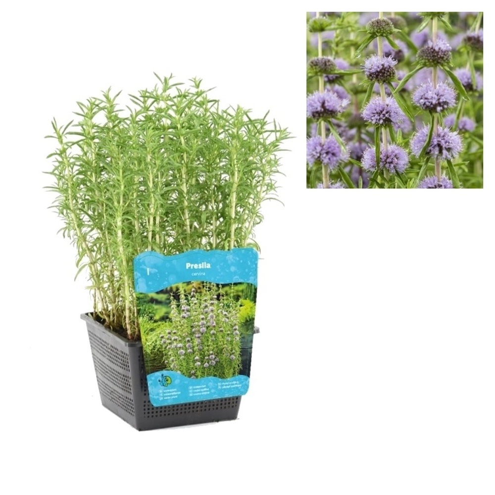 Rostliny - Preslie parožnatá květináč 3 litry