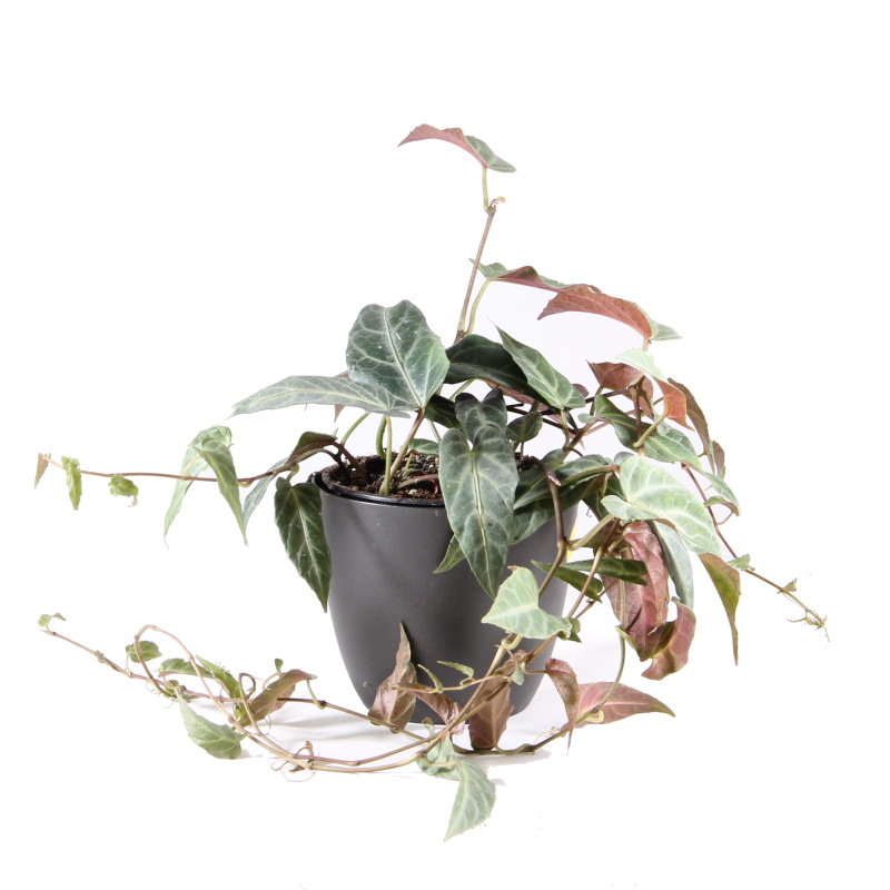 Okrasné pokojové rostliny - Přísavník amazonský květináč 12cm