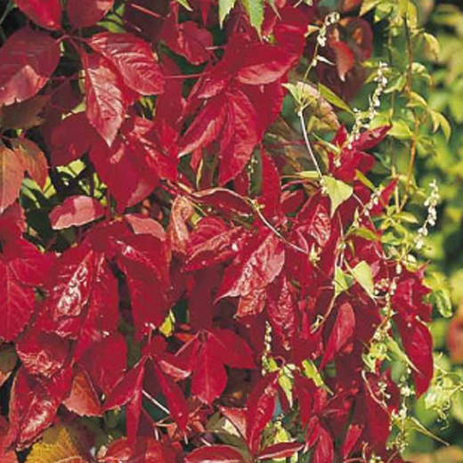 Popínavé rostliny - Přísavník pětilistý 'Engelmannii' květináč 7,5 litru, výška 150/200cm, vyvazovaný