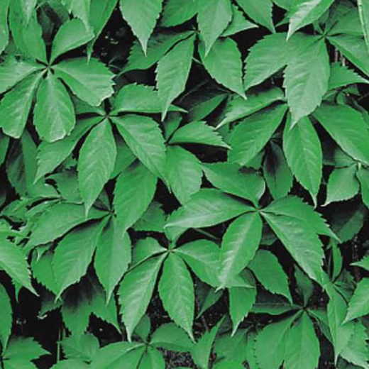 Popínavé rostliny - Přísavník pětilistý květináč 2 litry, výška 55cm, vyvazovaný