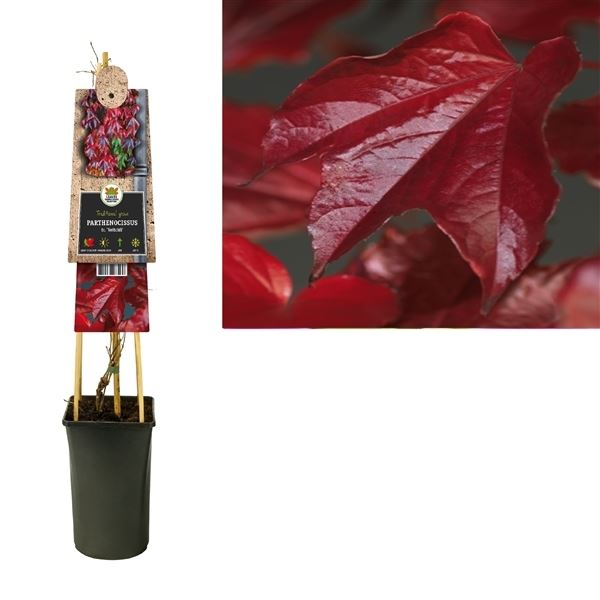 Popínavé rostliny - Přísavník trojlaločný Veitchii 2,25 litru