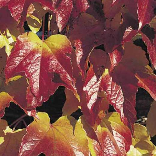 Popínavé rostliny - Přísavník trojlaločný 'Veitchii' květináč 7,5 litru, výška 150/200cm, vyvazovaný