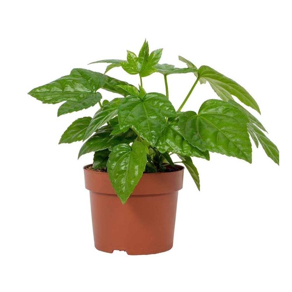 Okrasné pokojové rostliny - Prodara japonská květináč 12cm