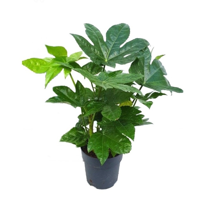 Okrasné pokojové rostliny - Prodara japonská květináč 17cm