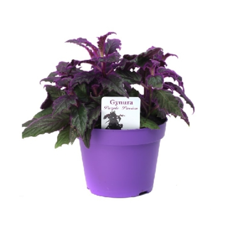 Okrasné pokojové rostliny - Protažitka květináč 12cm