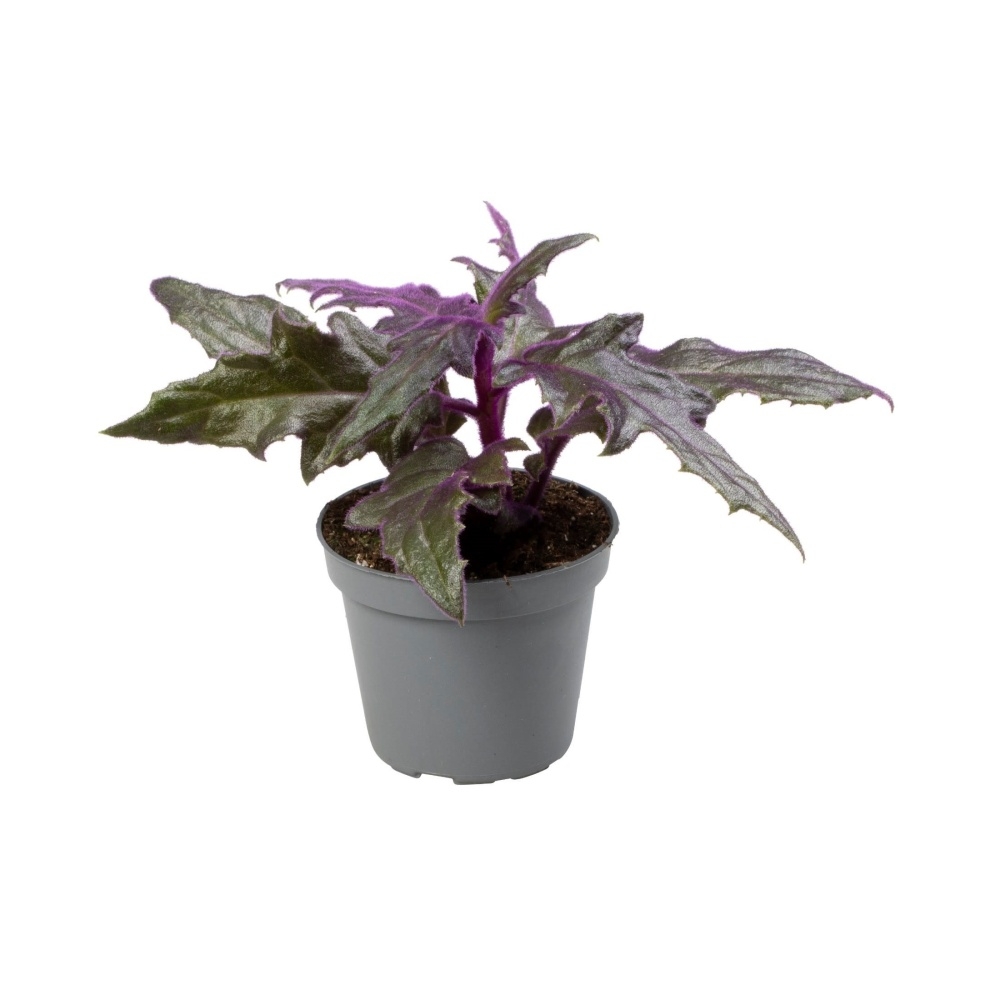 Okrasné pokojové rostliny - Protažitka mix, květináč 6cm