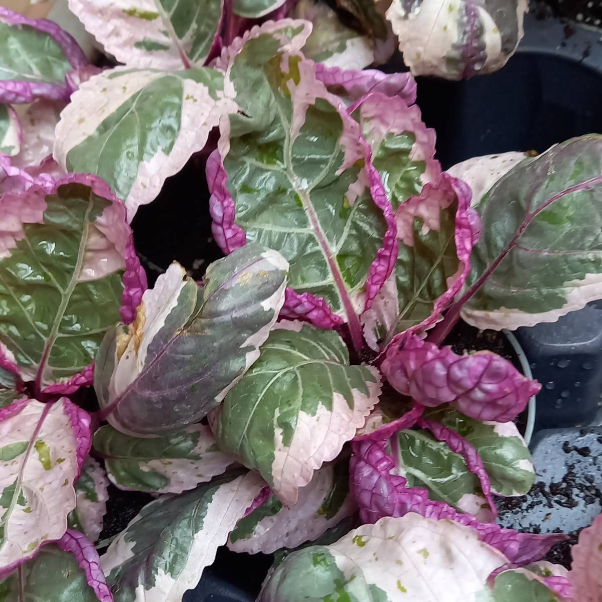 Protažitka mix, květináč 6cm-0