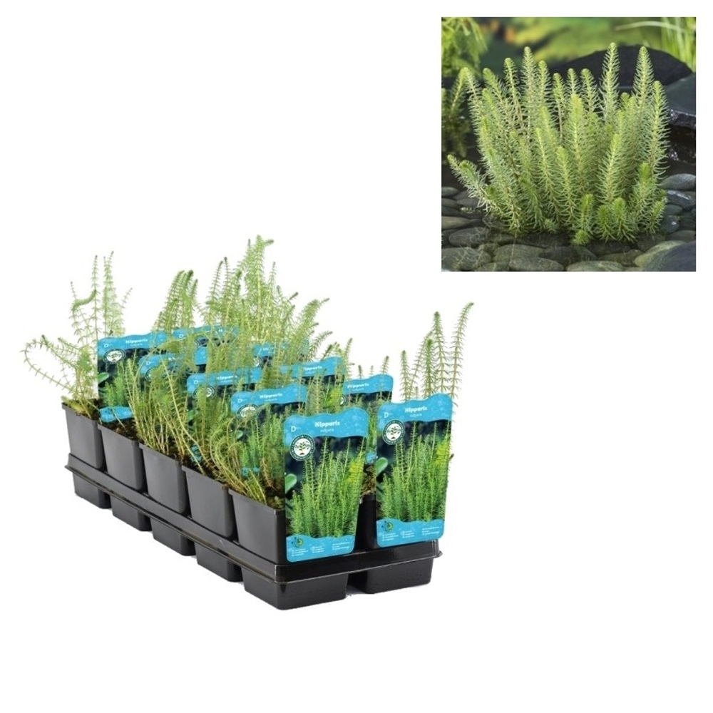 Vodní rostliny a lekníny - Prustka obecná květináč 11cm