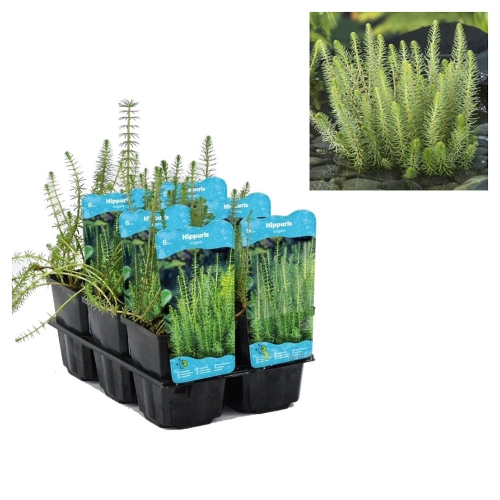 Vodní rostliny a lekníny - Prustka obecná květináč 9cm