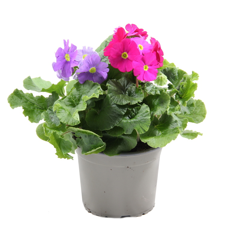 Kvetoucí pokojové rostliny - Prvosenka číškovitá 'Touch Me Sensation Trio' květináč 14cm