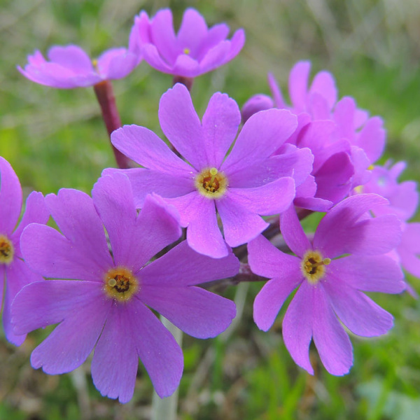 Skalničky - Prvosenka Hallerova 9cm