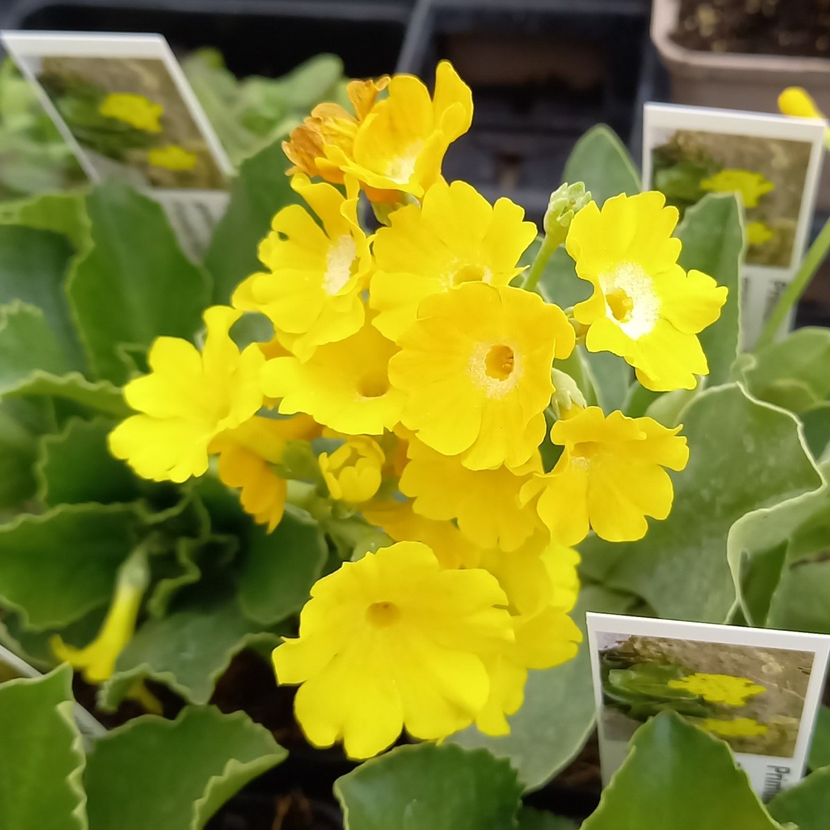 Skalničky - Prvosenka lysá květináč 9cm