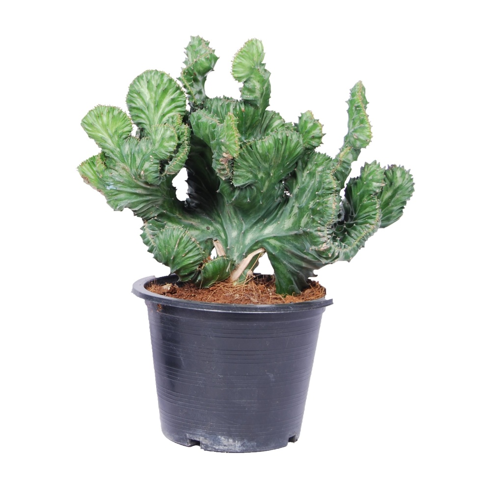 Kaktusy a sukulenty - Pryšec Cristata květináč 15cm