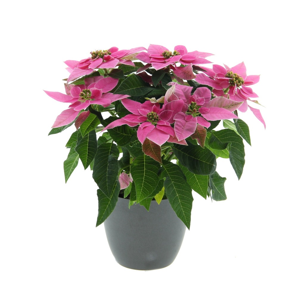 Rostliny - Pryšec, hvězda Princettia květináč 12cm