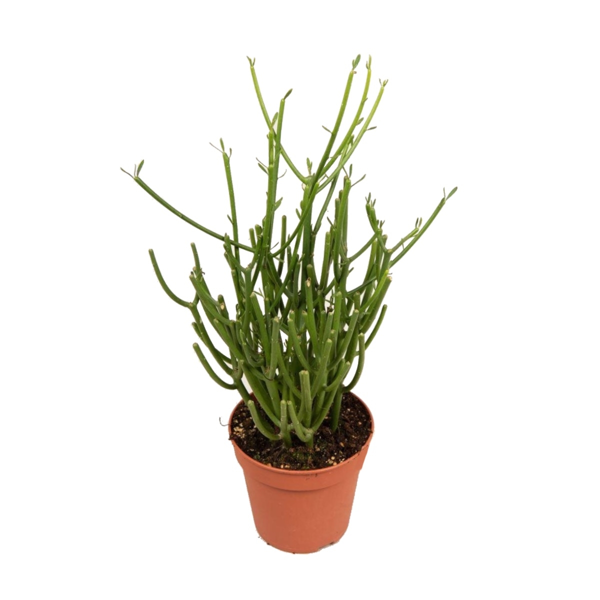 Kaktusy a sukulenty - Pryšec kostival výška 40cm, květináč 15cm