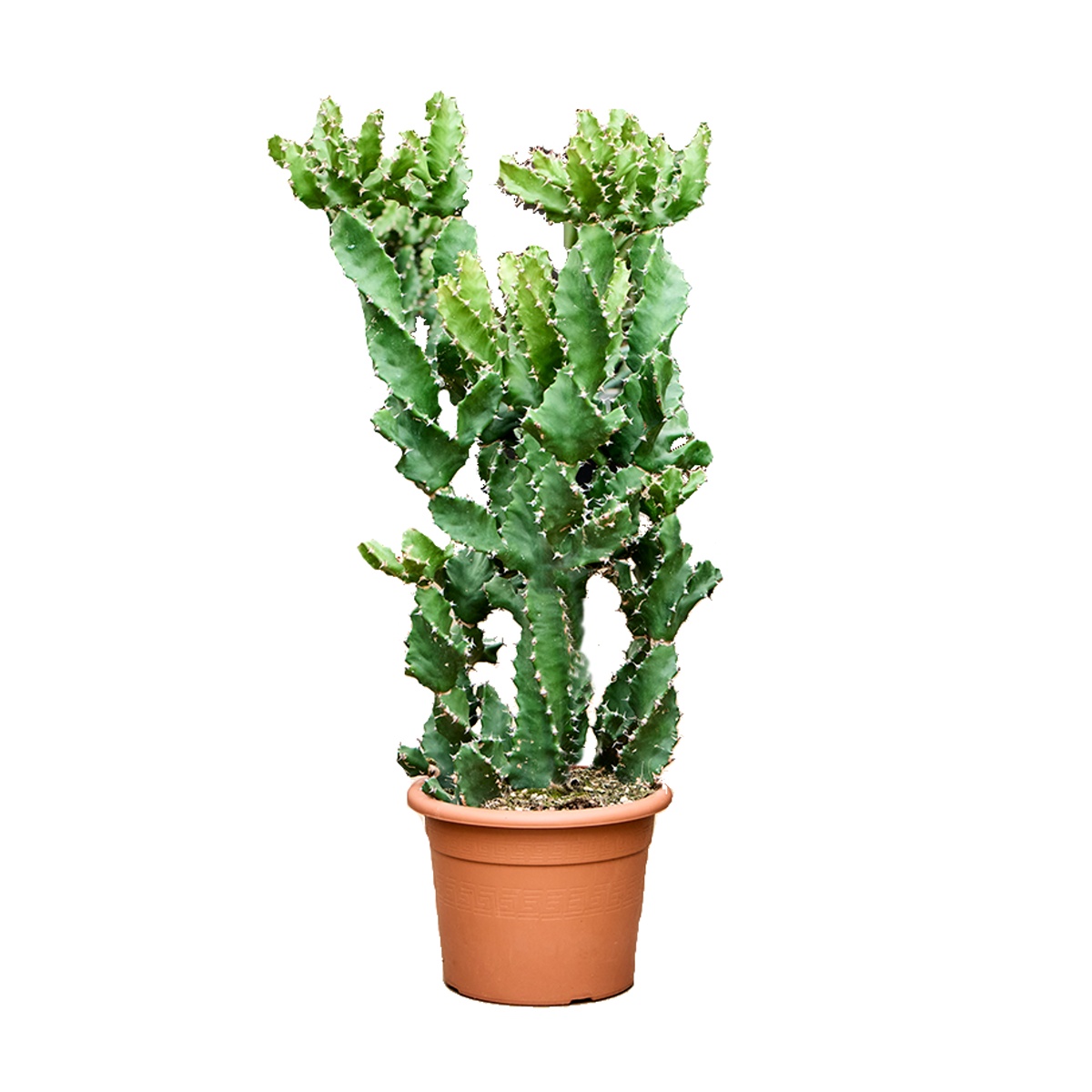 Kaktusy a sukulenty - Pryšec kroucený květináč 25cm