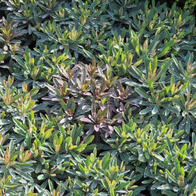 Na slunce - Pryšec mandloňovitý 'Purpurea' 3 litry