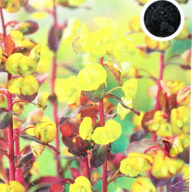 Pryšec mandloňovitý 'Purpurea' 9cm-0
