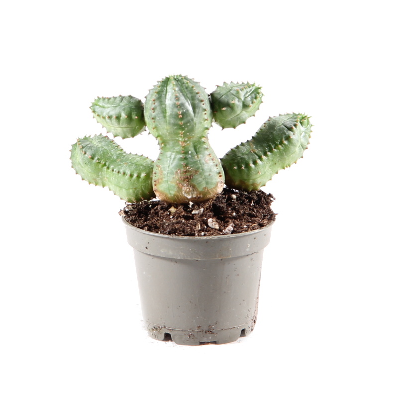 Kaktusy a sukulenty - Pryšec mix květináč 5,5cm