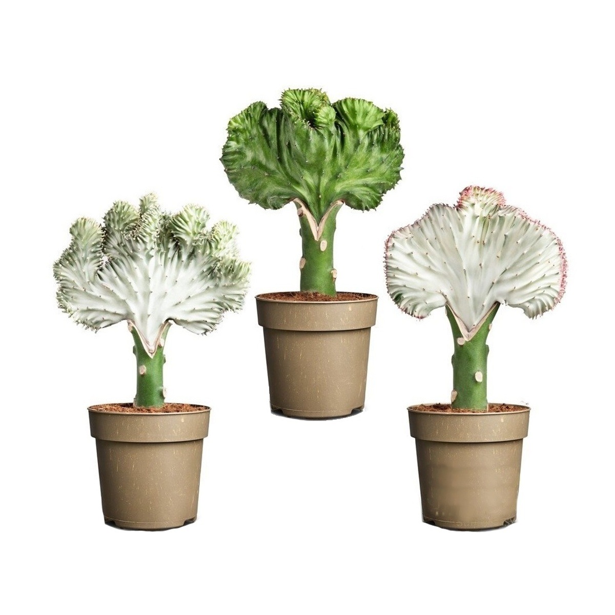 Kaktusy a sukulenty - Pryšec mléčný mix květináč 12cm