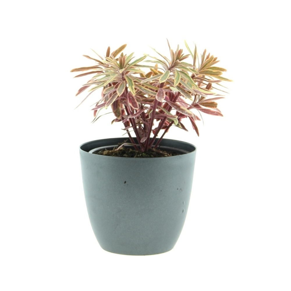 Podzimní rostliny - Pryšec mnohobarvý Ascot Rainbow květináč 12cm