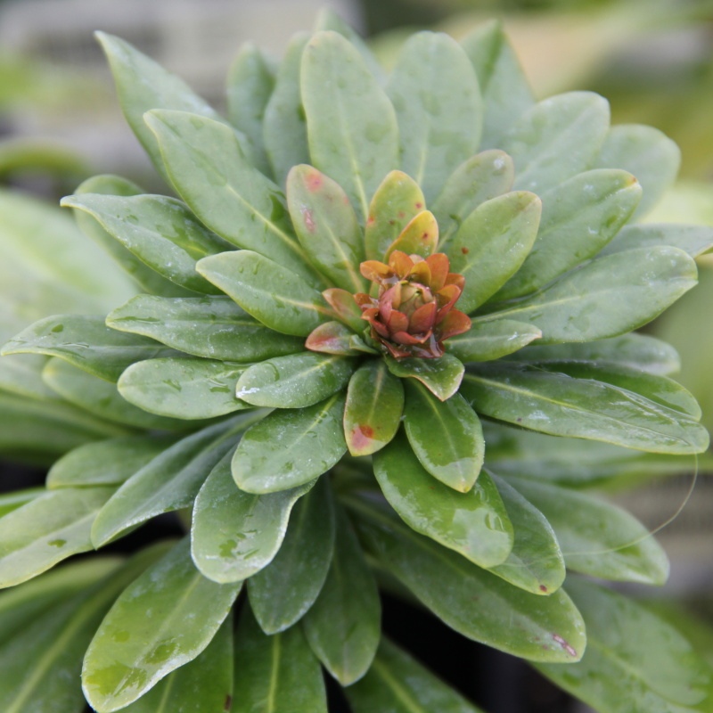 Na slunce - Pryšec ' Robbiae' 9cm