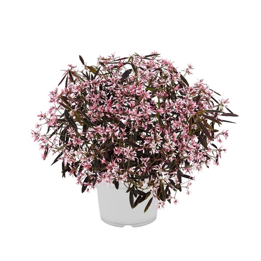 Vzpřímené balkonové květiny - Pryšec třezalkovitý Flamingo květináč 12cm