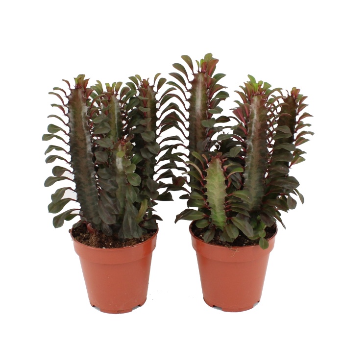 Kaktusy a sukulenty - Pryšec trojúhlý 'Red' květináč 12cm