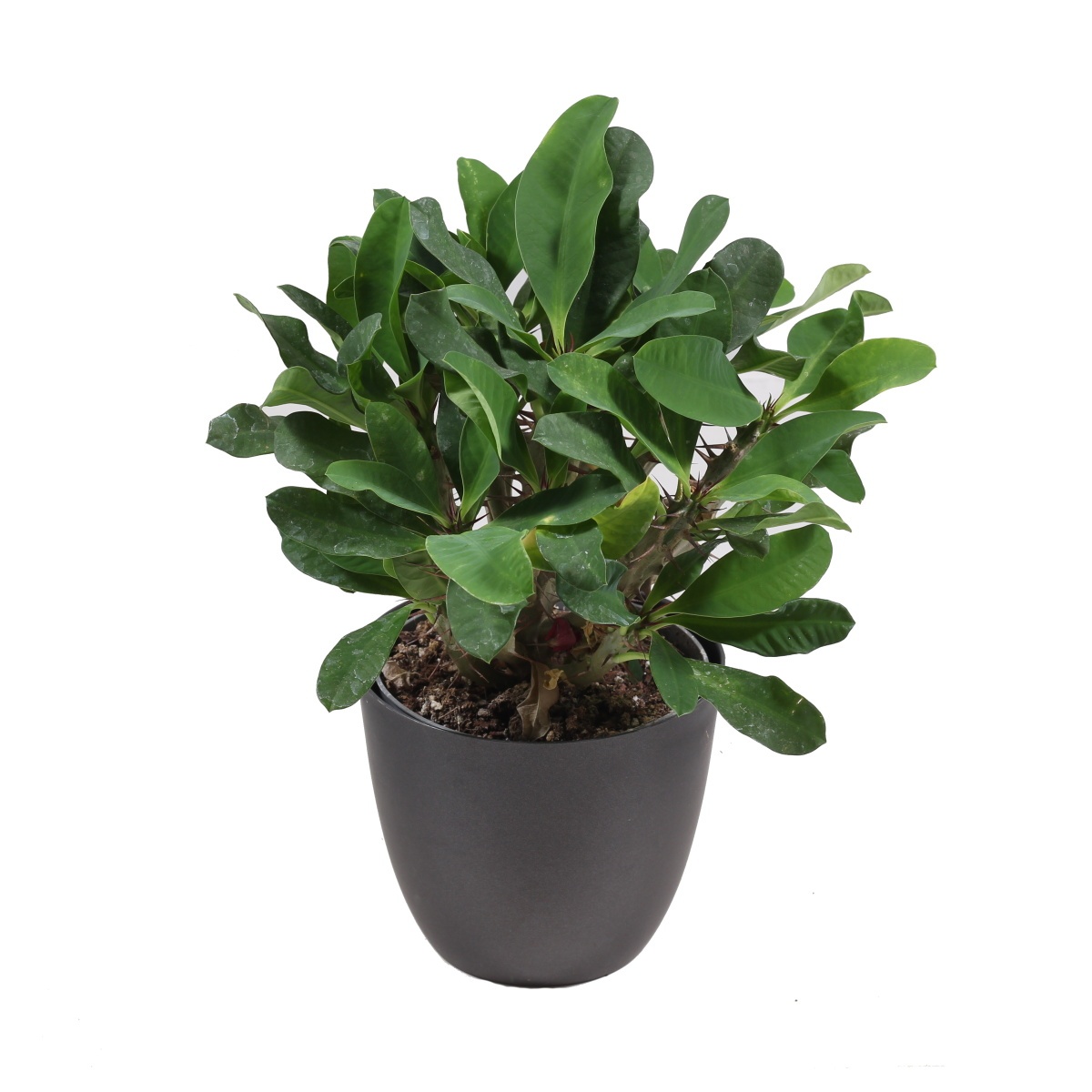 Kaktusy a sukulenty - Pryšec zářivý mix květináč 13cm